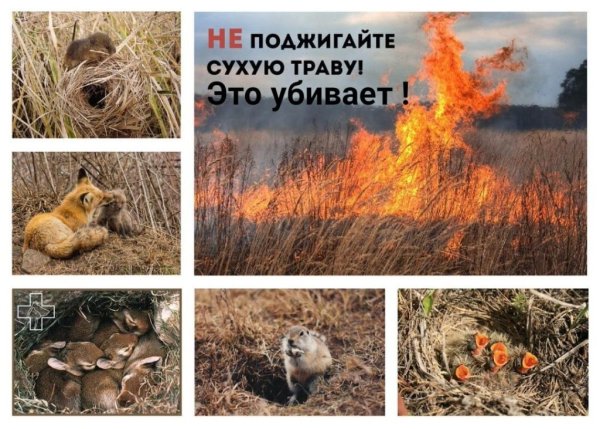 Не поджигайте сухую траву.